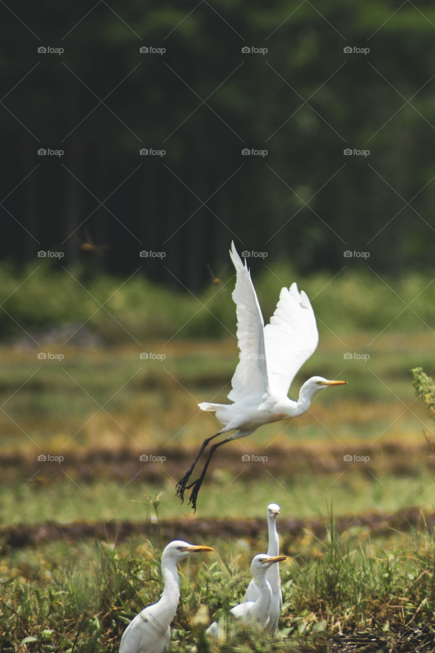 panorama landscape rice field and bird fly