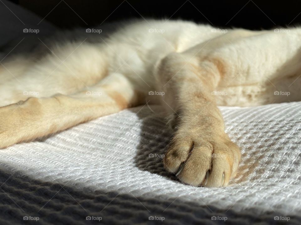 Cat’s paws that is sleeping on the bed 