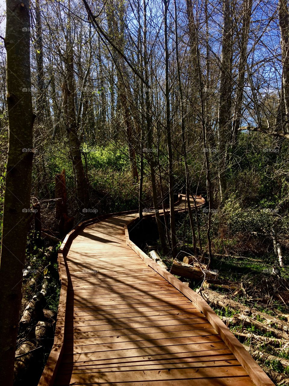 Wood Trail through the bog