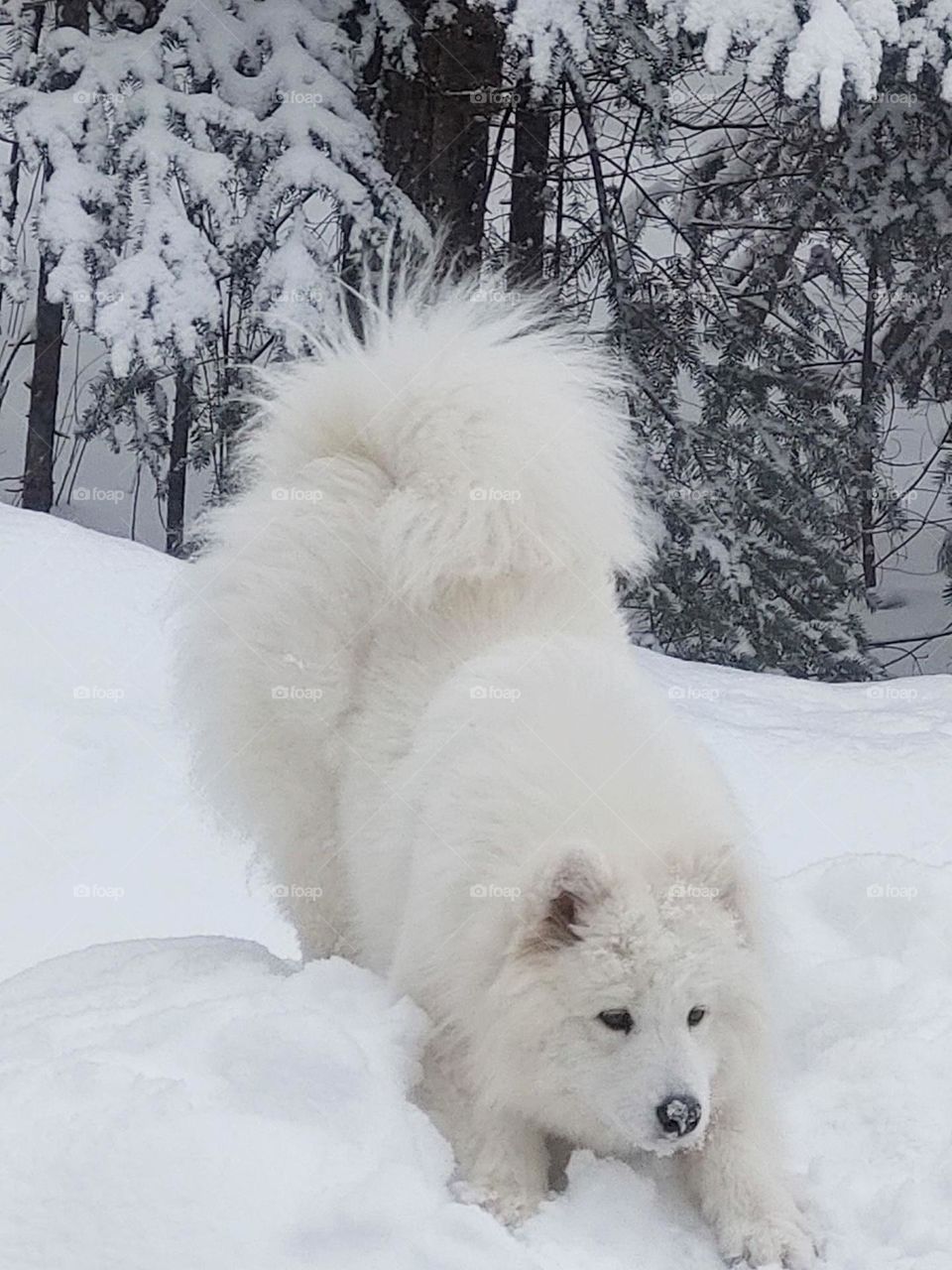 swiss shepherd dog