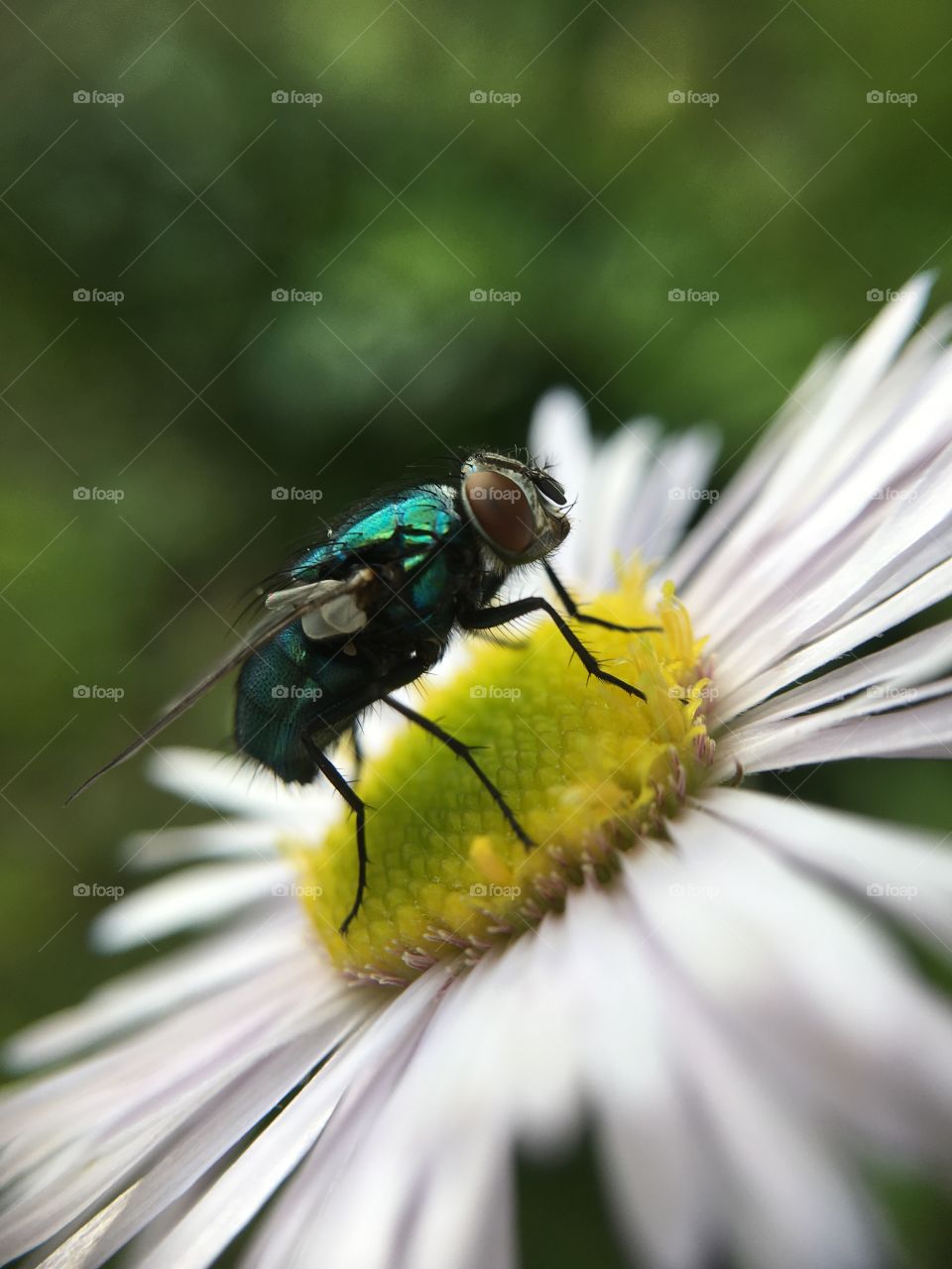 Scintillating fly