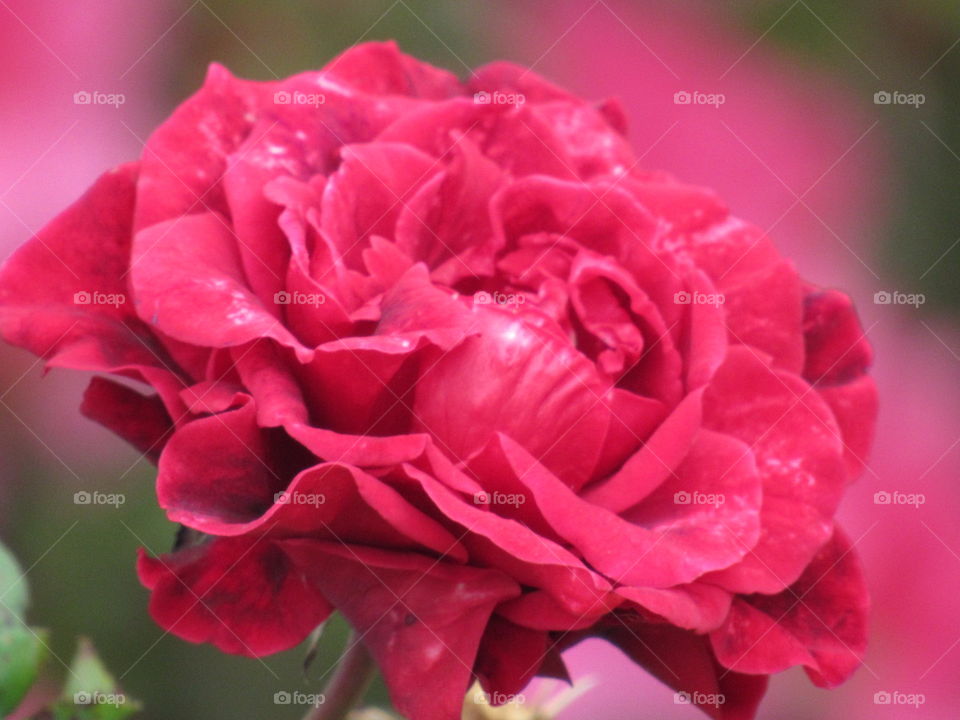 Flower, Rose, Nature, Flora, Petal