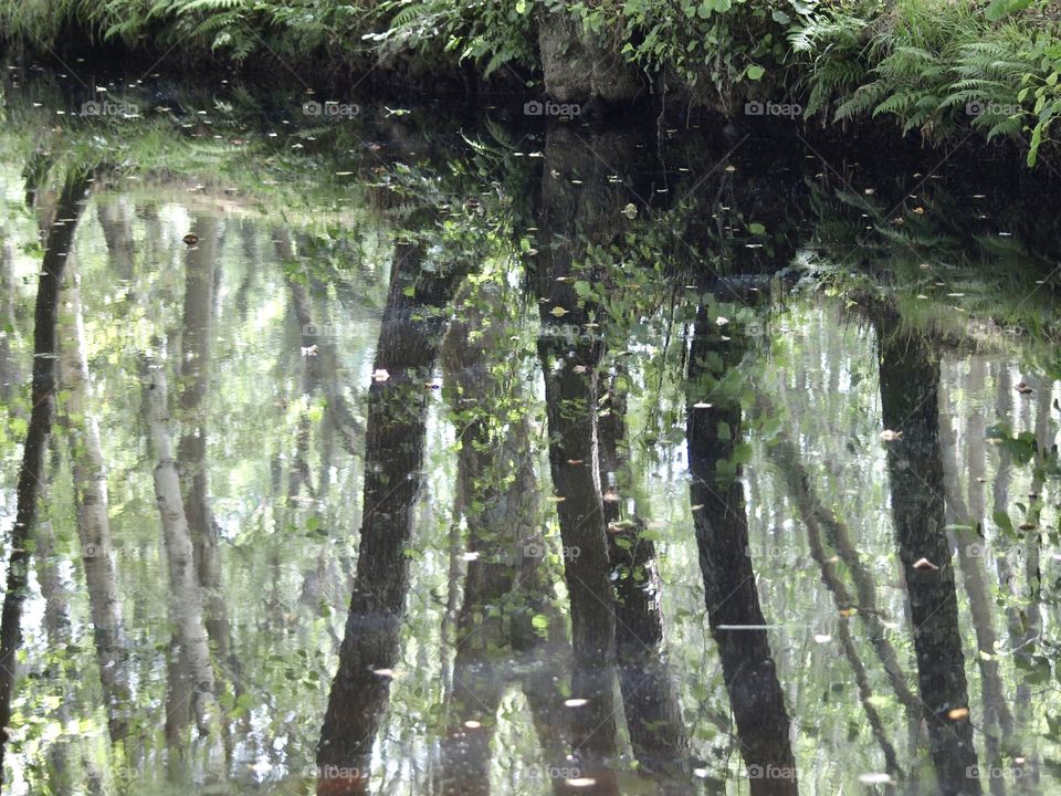 Forest 's reflection 