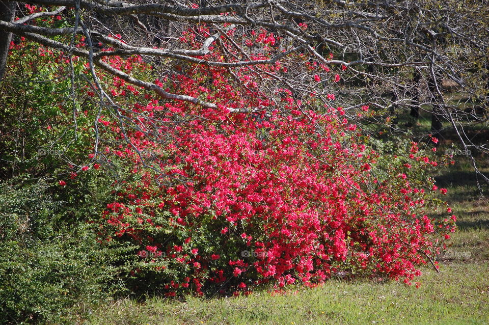 Azalea