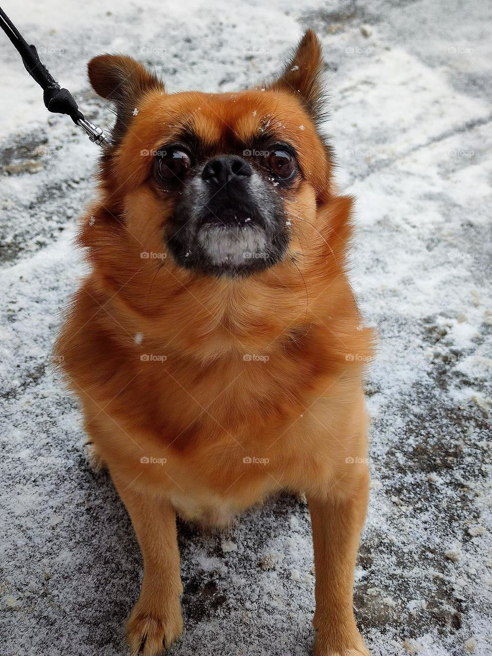 Petit Brabancon.  The dog sits on the snow and poses.  Dissatisfied look.