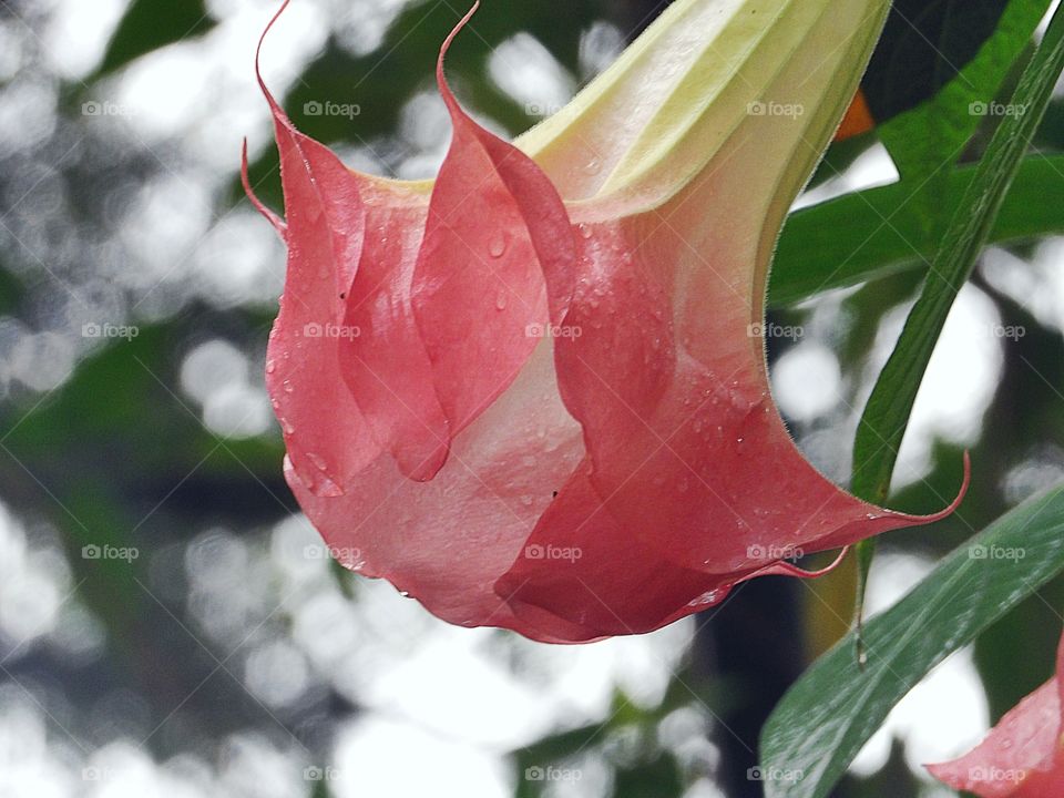 close-up of angel trumpet in morning