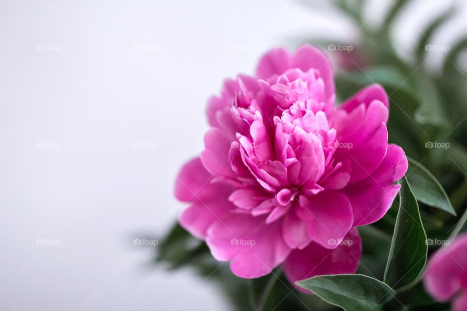 Beautiful flowers in bloom