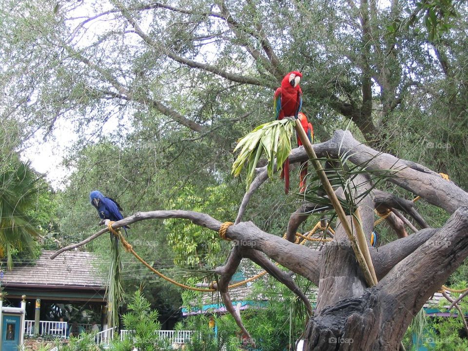 Parrots