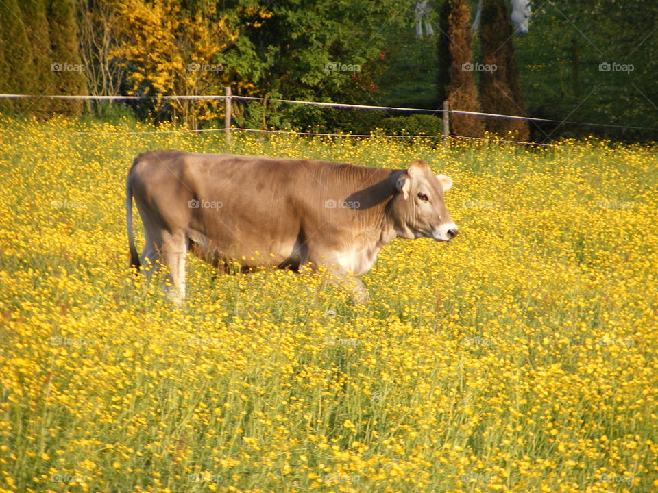 cow