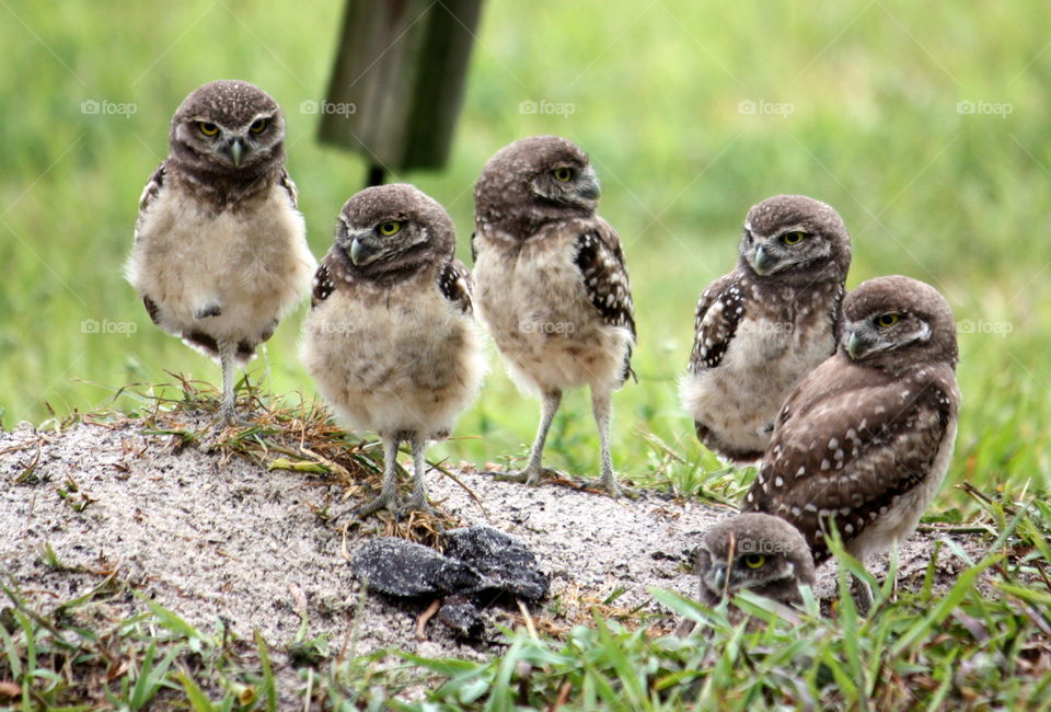 A bunch of baby burrowing owls