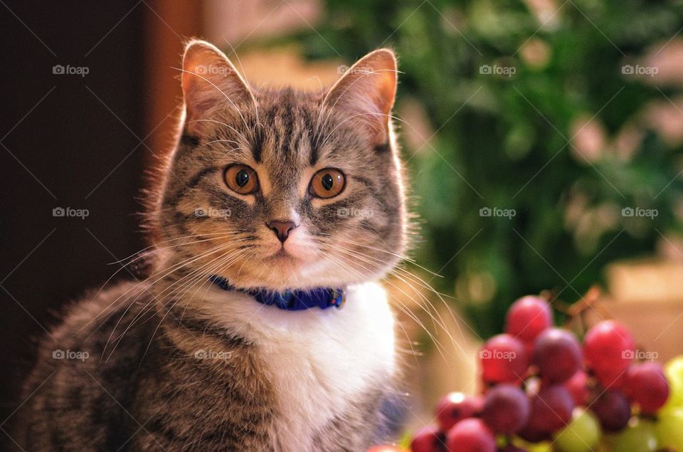 Close-up of cat near grapes