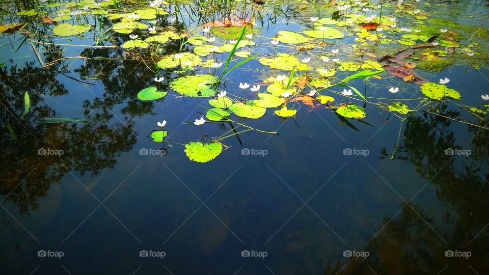 black water in the pond