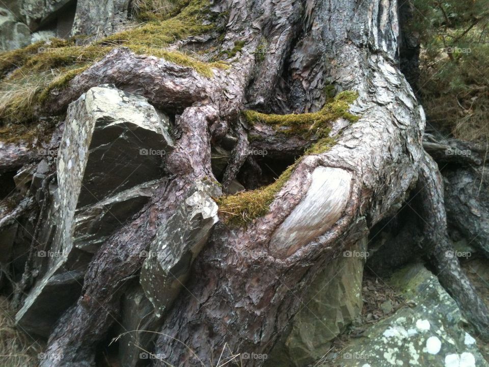 Knobbly Tree