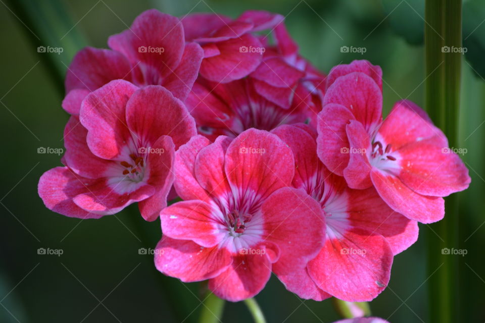 Flower Geranium