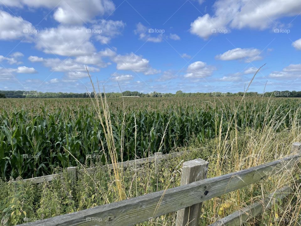 Strange crop popped up quickly in this field … Does anyone know what it is ? 