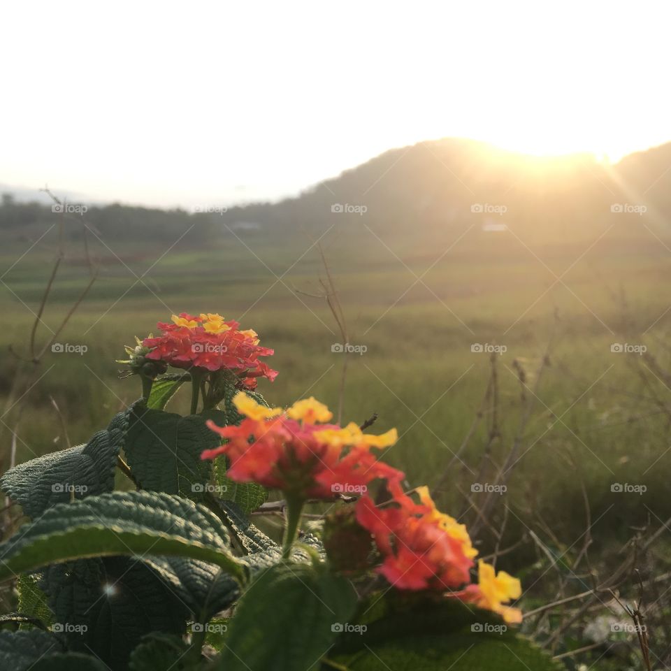 Flower sunrise
