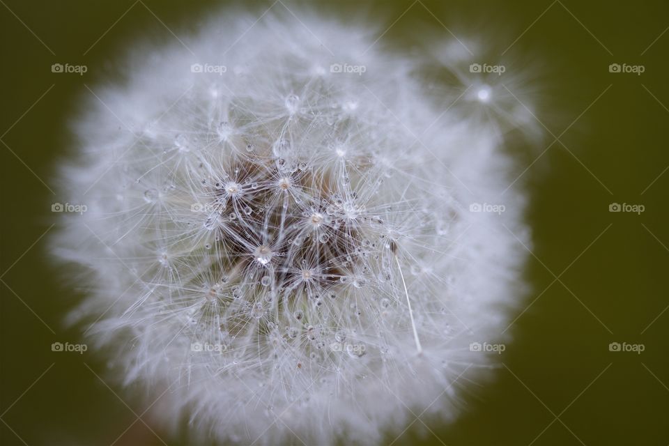 Dried dandelion with water drops