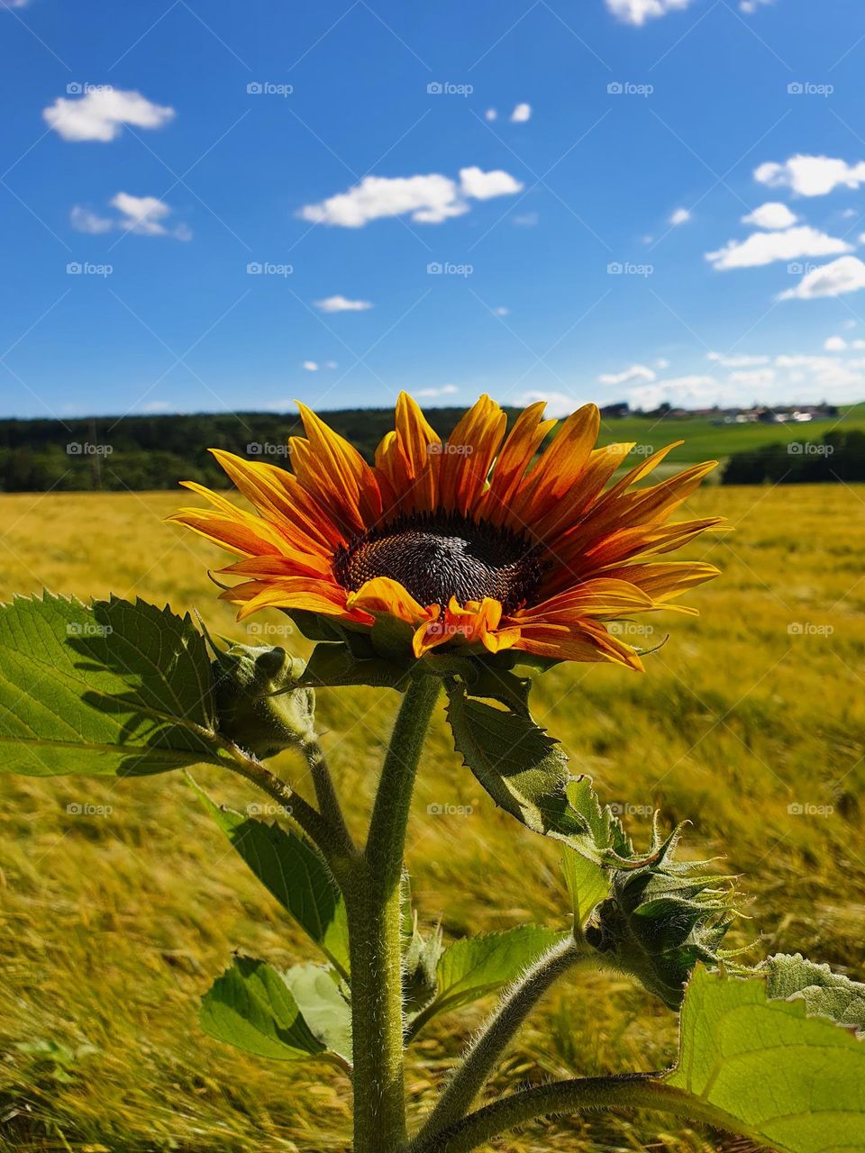 Sunflower on a background of field and blue sky