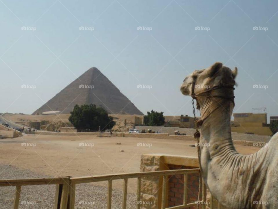 The Pyramids Police Camel 
