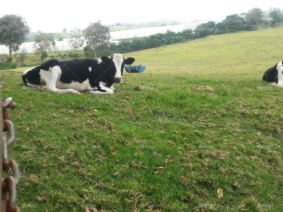 cow lying on the grass one cloudy Saturday