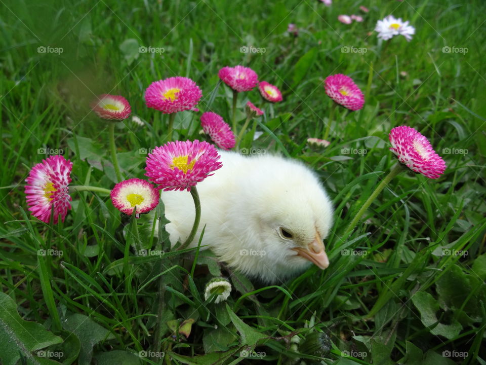 cute baby chick in flowers