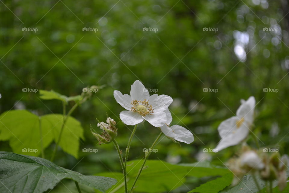 White Canadian Rocky Mountain wildflower a 