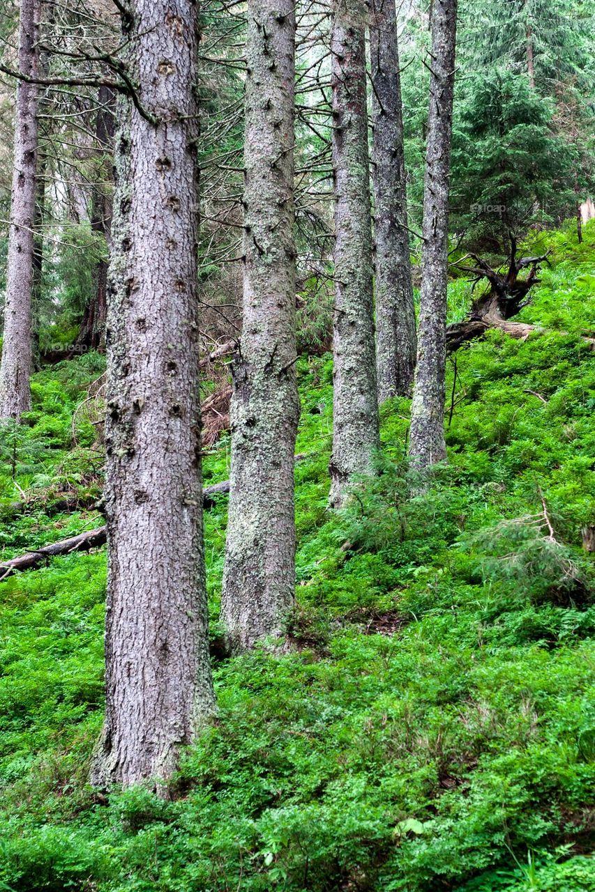 Green forest slope