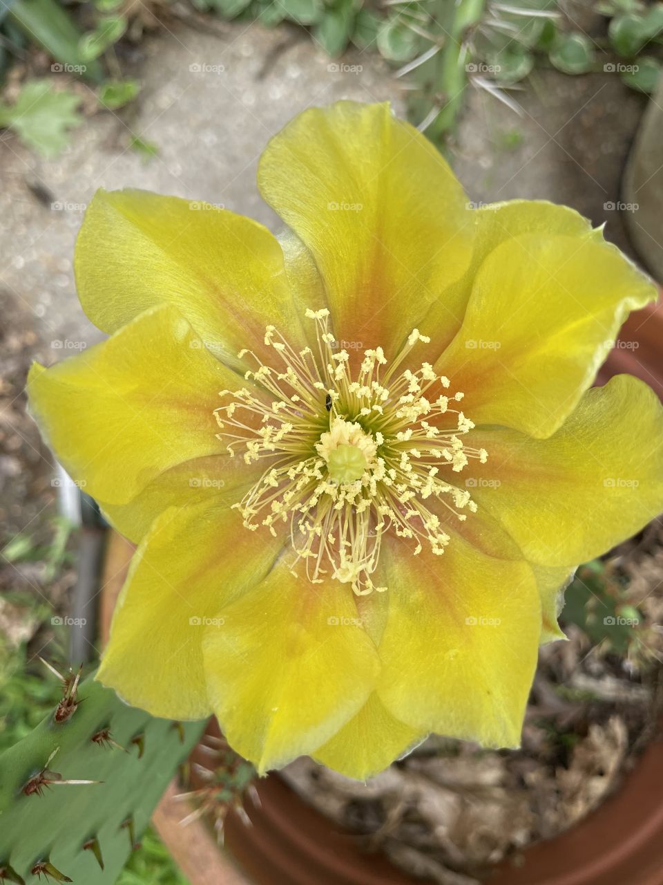 West Texas Cactus Flower 