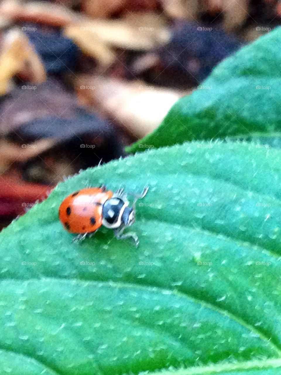 Ladybug ladybug
