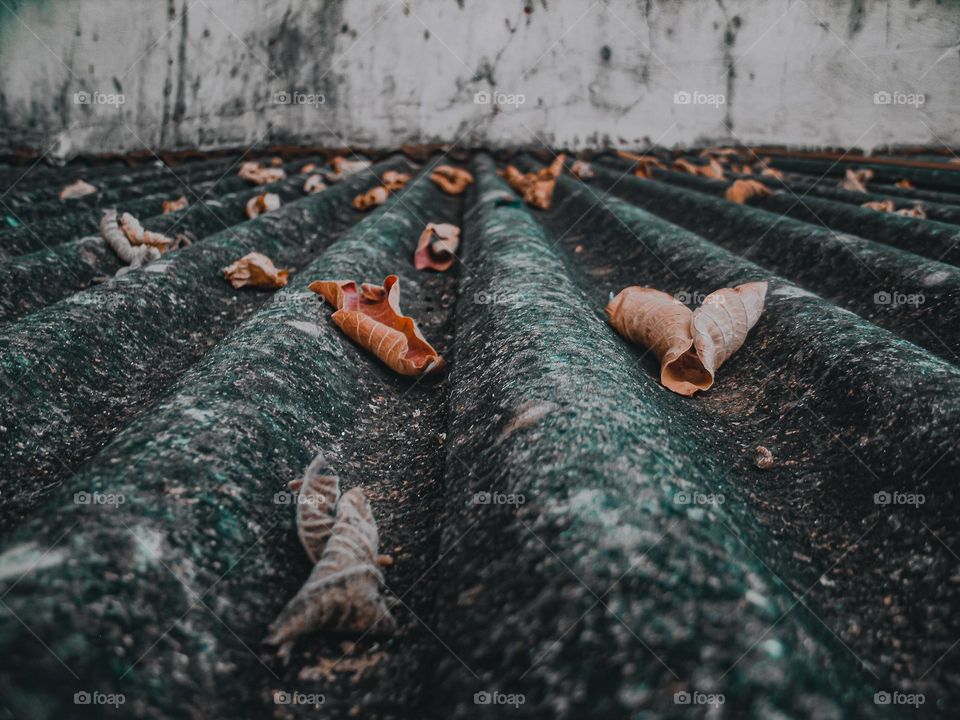 Dead leaves on roof