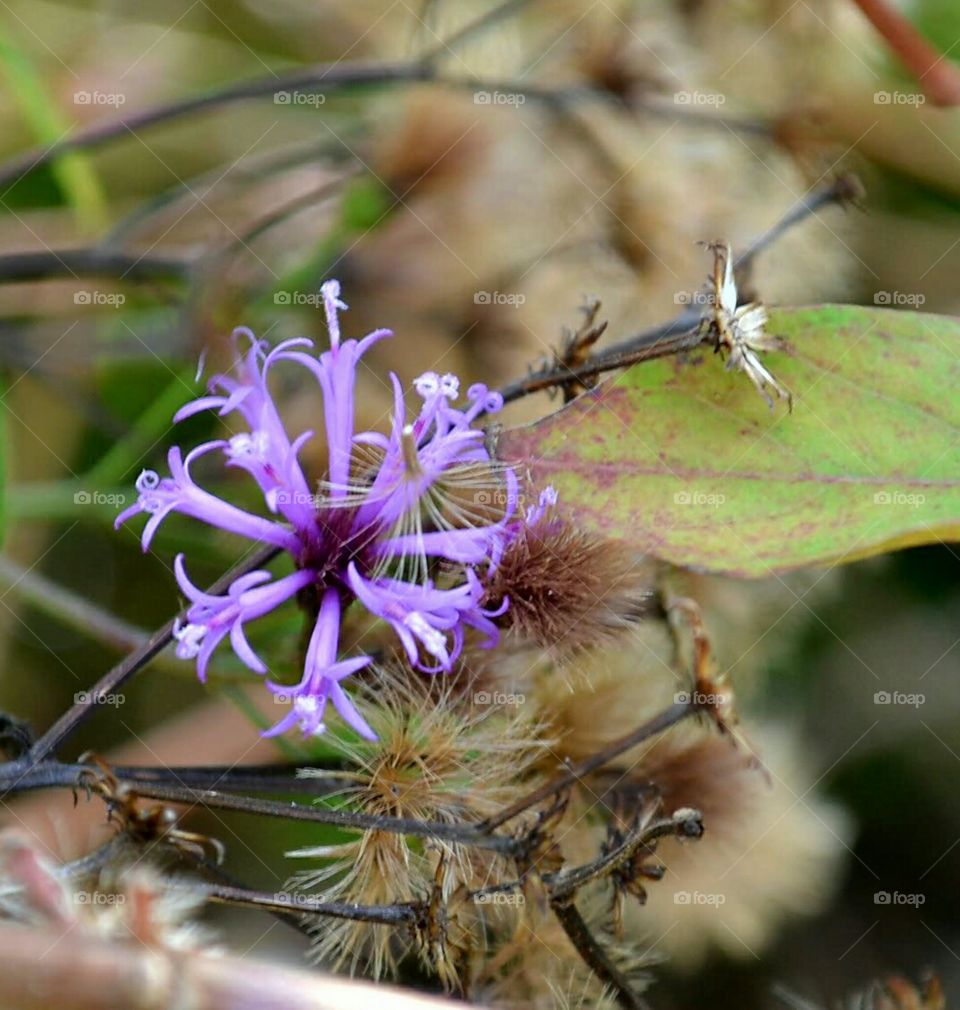 tiny purple flower