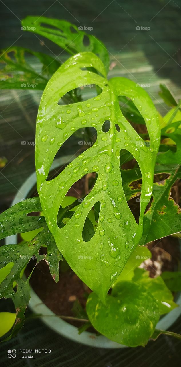 The Monstera adansonii leaf speckled with the morning rain is indeed a rejuvenating scene for the eyes.