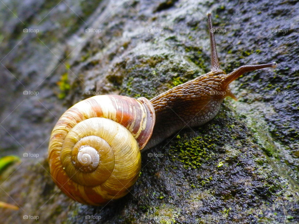 green nature macro close by hugo