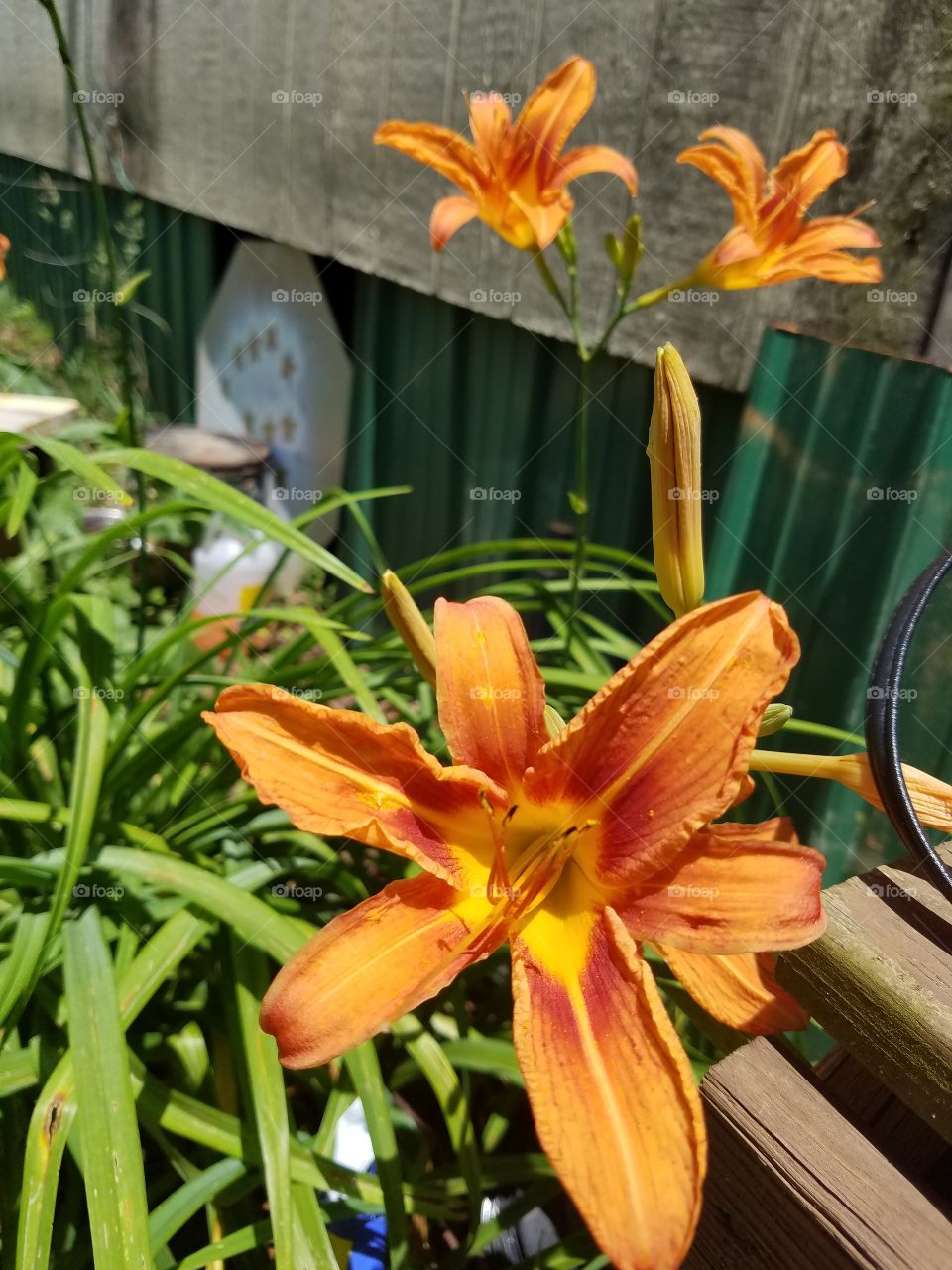 Day Lillies