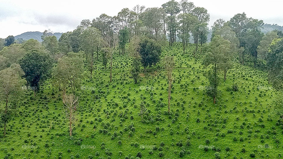 Tea Plantation