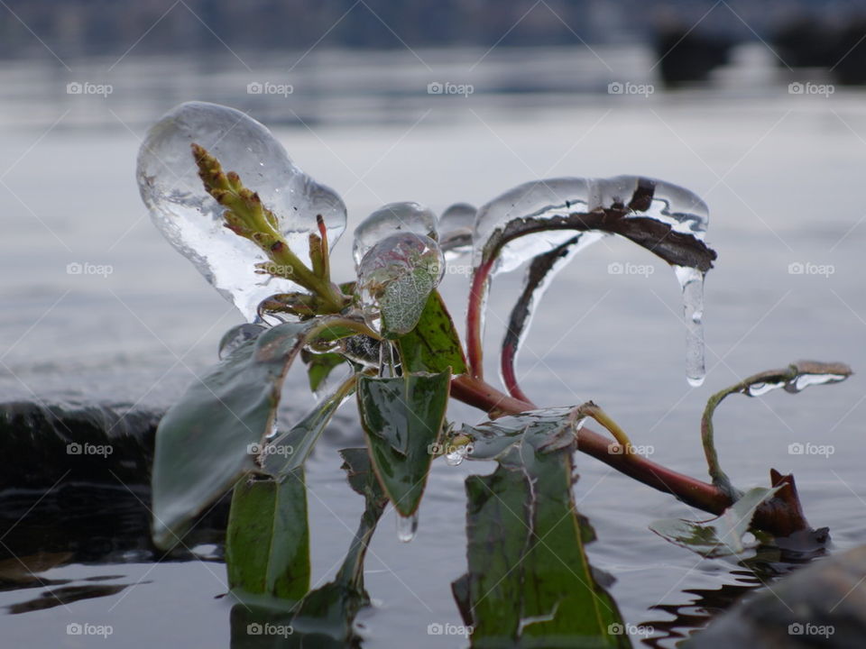 frozen plant by the lake