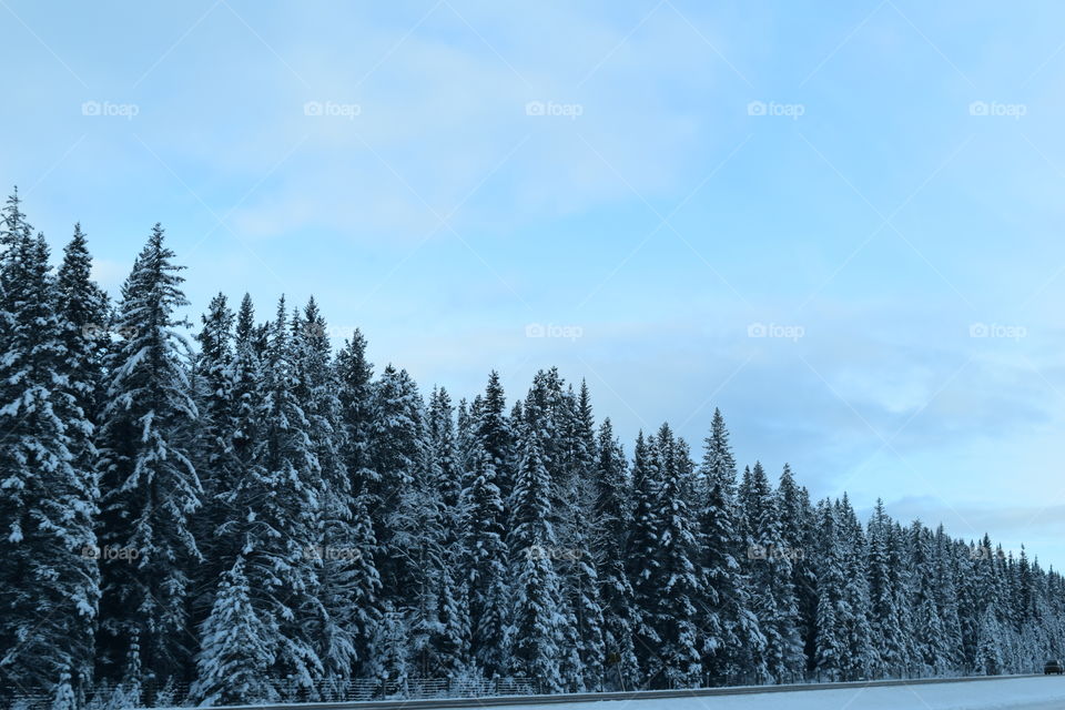 View of pine tree in winter
