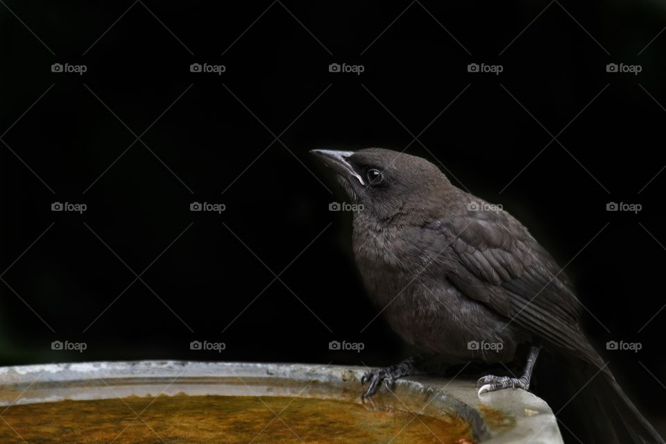 Black bird my yard