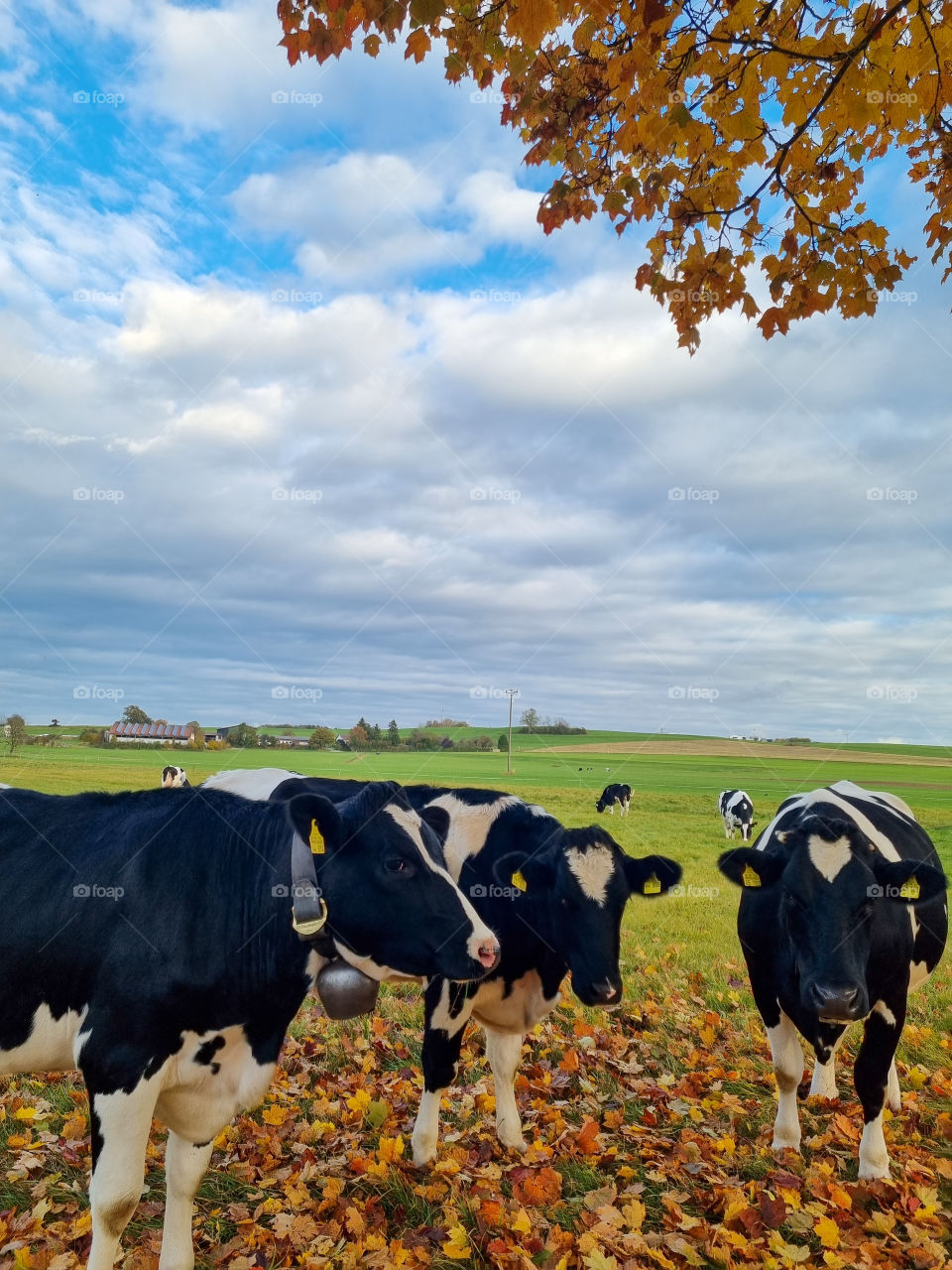 I went outside on a beautiful sunny autumn day and I saw this healthy looking cows eating fresh grass. They got curious about me taking pictures and they came very close to say hi. Photogenic cows.