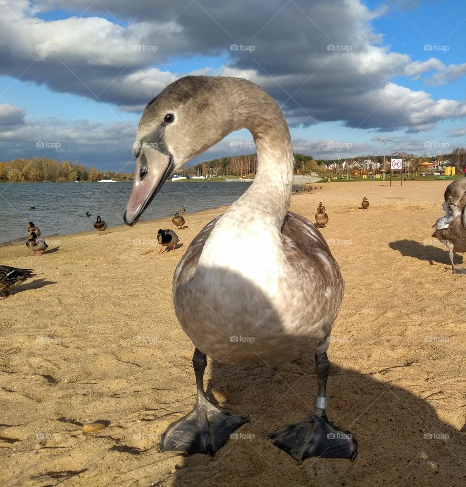 swan beautiful portrait mobile photography