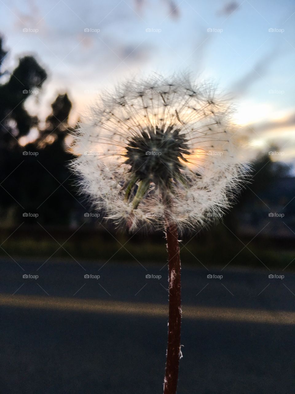 Dandelion