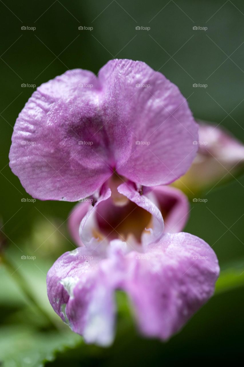 Violet flower blossoming close up background nature therapy impatience grandulifera royale summer feeling traveling exploring