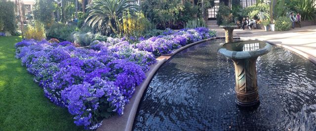 Cineraria