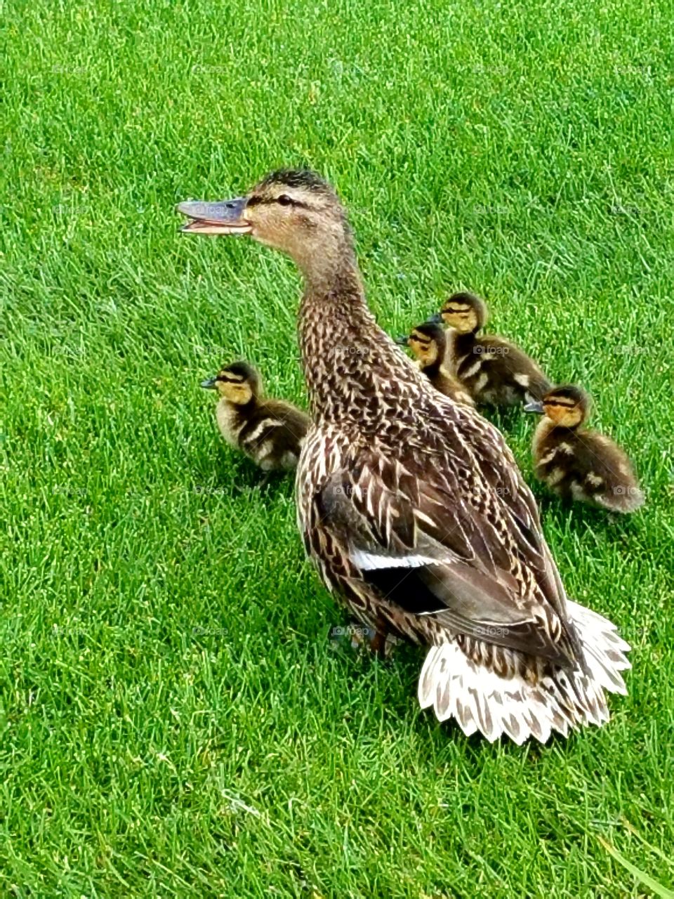 Momma duck and her ducklings following her.
