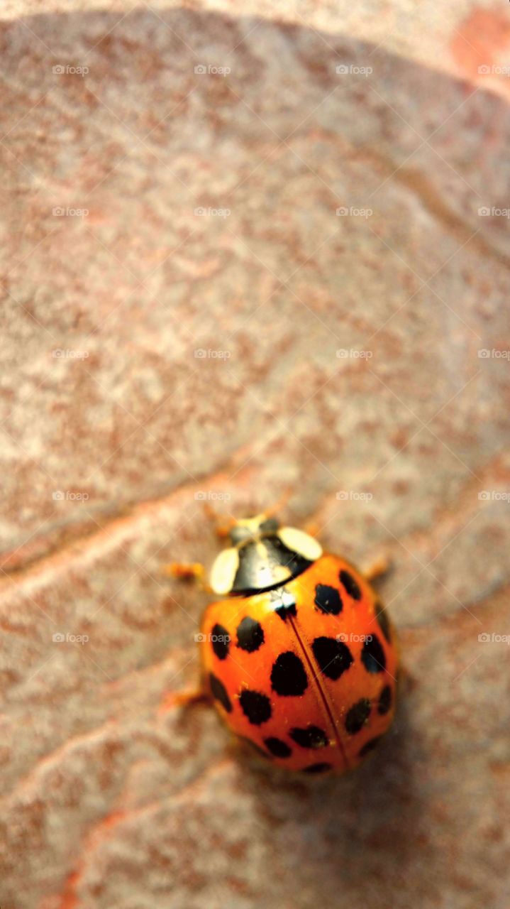 lady......bug