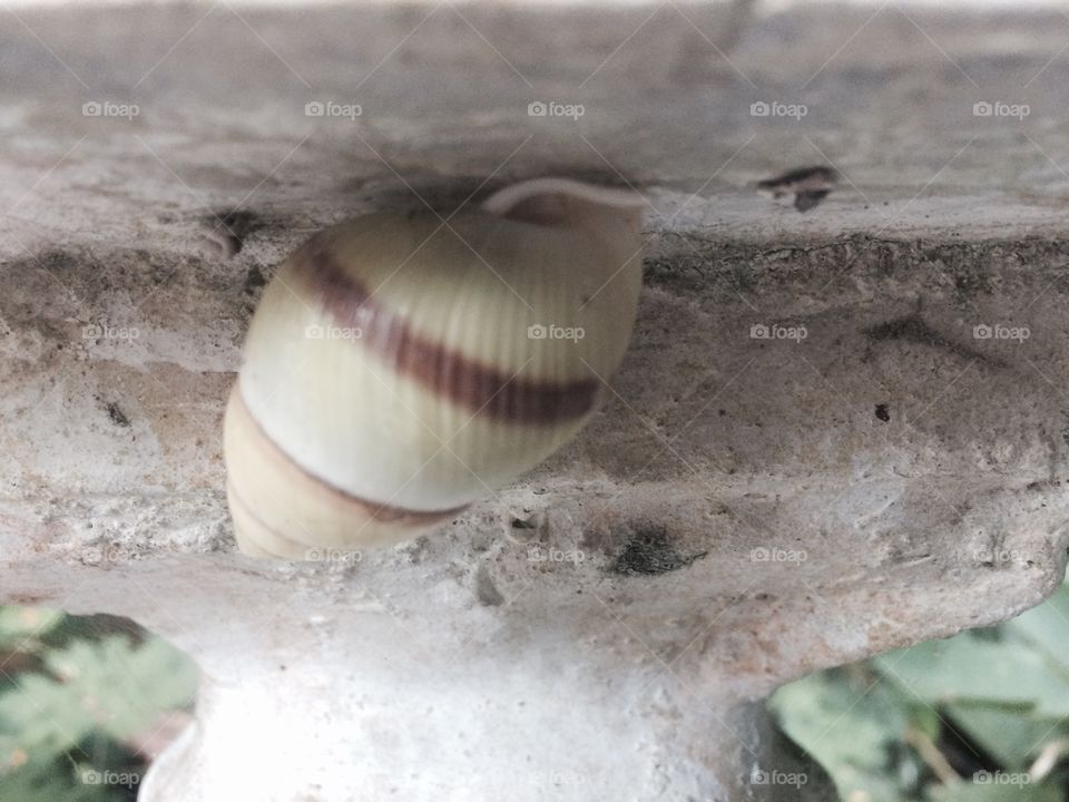 Snail white 
