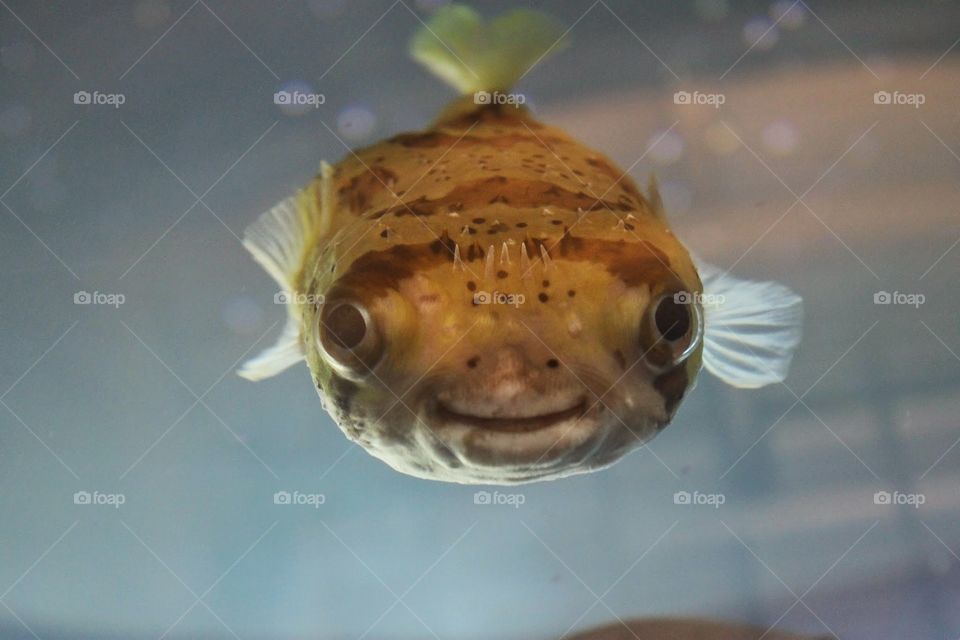 Smiley Swimmer. A puffer fish at the aquarium.