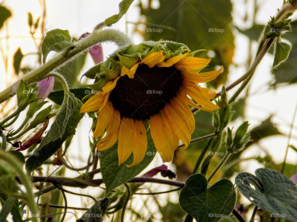 Bowing sunflower