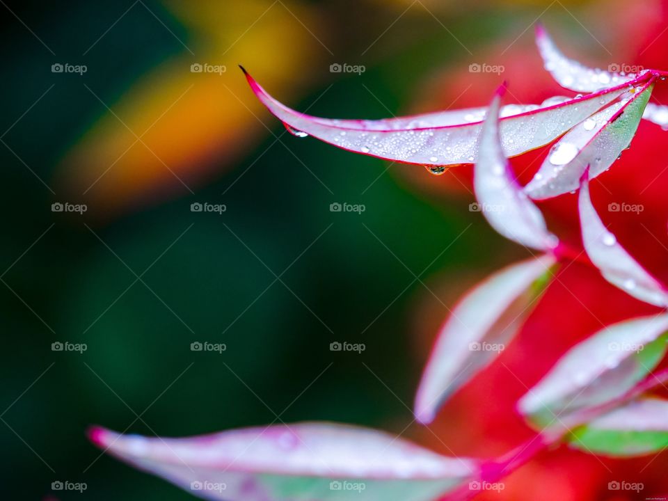 Colores de otoño 
Autumn colors