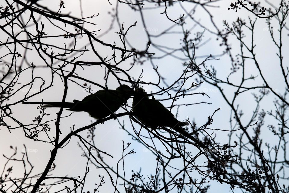 Parrots in love, silhouettes on a tree
